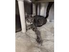 Adopt Kirby a Domestic Short Hair