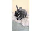 Adopt Veeta a Mini Rex