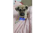 Adopt Yondu a German Shepherd Dog