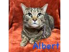 Adopt Albert a Domestic Short Hair