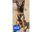 Adopt Ace a German Shepherd Dog