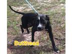 Adopt Butthead a Mixed Breed