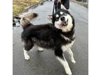 Adopt Yoni a Alaskan Malamute, Siberian Husky