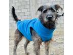 Adopt Zeus a Schnauzer