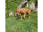 Adopt Sammy a Redbone Coonhound