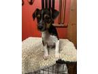 Adopt Chomper a Cattle Dog, Beagle