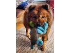 Adopt Mr. Casino Royale Chow a Chow Chow