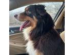 Adopt Bandit a Australian Shepherd