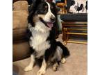 Adopt Oscar a Australian Shepherd