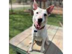 Adopt Herbie a Terrier, Australian Cattle Dog / Blue Heeler