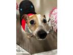 Adopt Snag a Jack Russell Terrier