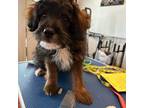 Mutt Puppy for sale in Goochland, VA, USA
