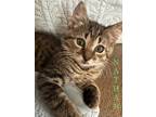 Adopt Nathan a Domestic Short Hair