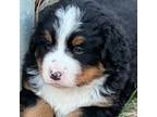 Bernese Mountain Dog Puppy for sale in Delton, MI, USA