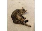 Adopt Bill a Domestic Short Hair