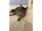 Adopt Charlie a Domestic Short Hair