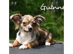 Chihuahua Puppy for sale in Cleveland, GA, USA