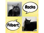 Adopt Rocko & Filbert a Domestic Long Hair