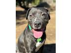 Adopt Joshi (Active Young Man) a Pit Bull Terrier