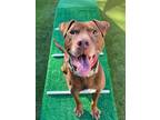Adopt Hobart (Affectionate Sweetheart) a Pit Bull Terrier