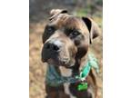 Adopt Marshall (Can you hear me now?) a Pit Bull Terrier