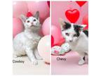 Adopt Cowboy & Chevy - Bonded Pair a Domestic Short Hair