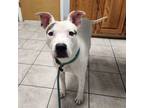 Adopt Smoochie Poochie a Pit Bull Terrier