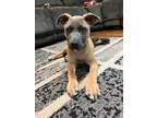 Adopt Wyatt a Black Mouth Cur, Mixed Breed