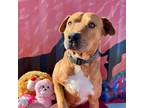 Adopt Butters a American Staffordshire Terrier, Labrador Retriever