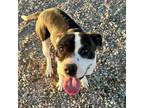 Adopt Naruto a American Staffordshire Terrier