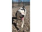 Adopt Tom a American Staffordshire Terrier