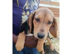 Adopt Reggie local April 26th, 27th &28th a Beagle