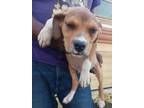 Adopt Joe local April 26th, 27th &28th a Beagle