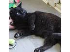 Adopt Angus (Affectionate, and sociable, meet him at The Kitten Around Cat