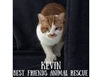 Adopt Kevin a Domestic Short Hair