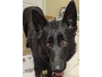 Adopt Delta a German Shepherd Dog