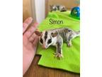 Adopt Simon and Garfunkel a Sugar Glider