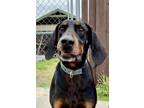 Adopt Toby a Hound