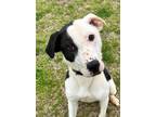 Adopt Poker a Shepherd, Labrador Retriever