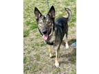 Adopt Wiley a Shepherd, Husky