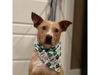 Adopt Nash a Pit Bull Terrier