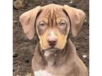 Adopt Geno Smith a Catahoula Leopard Dog