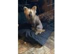 Adopt Ajax a Chinese Crested Dog