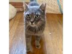 Adopt Wesley a Domestic Short Hair