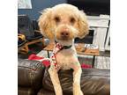 Adopt Jasper a Poodle