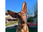 Adopt Walker a Doberman Pinscher