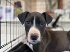 Adopt Strudel a American Staffordshire Terrier, Boxer