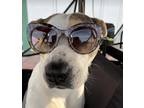 Adopt Jason a Mixed Breed, Parson Russell Terrier