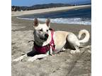 Adopt Trooper a White German Shepherd, Mixed Breed