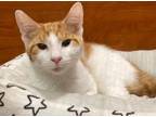 Adopt Pineapple a Domestic Short Hair